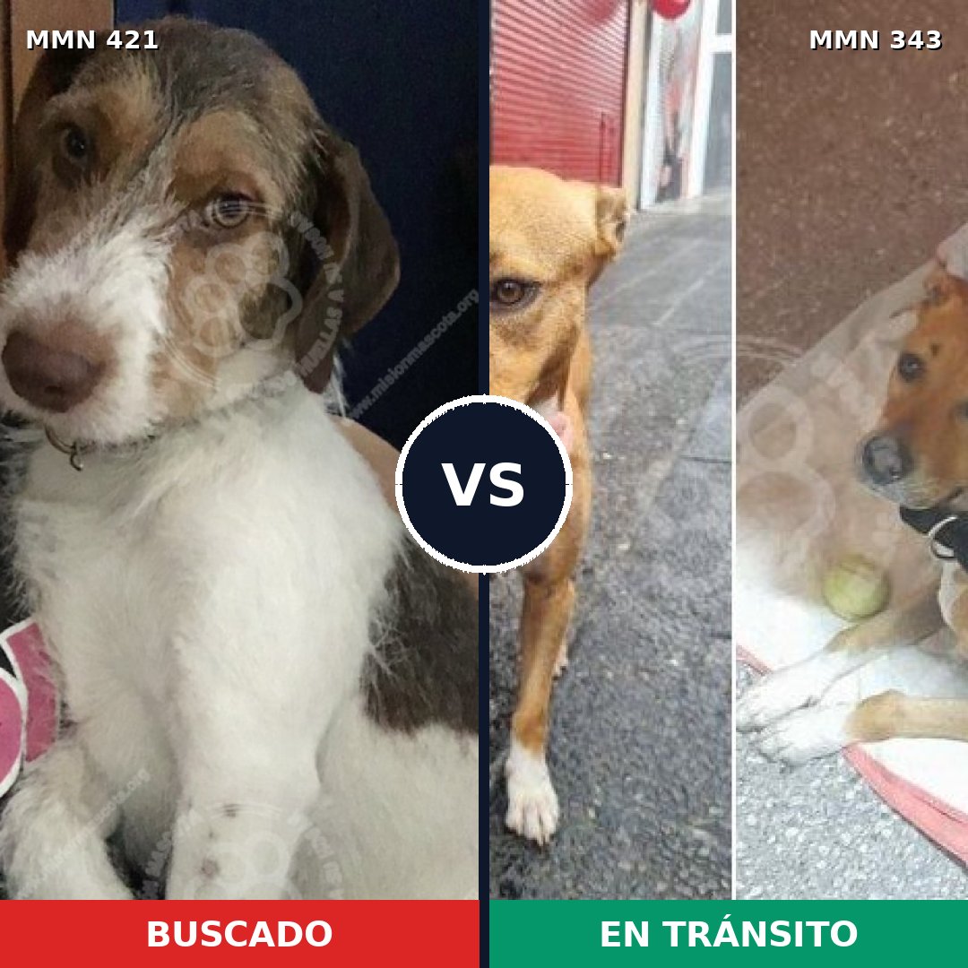 Comparativa MMS 11175: mascota perdida y mascota encontrada, 79% de similitud