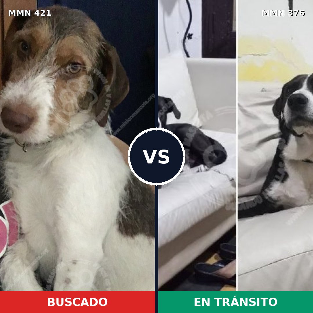 Comparativa MMS 11178: mascota perdida y mascota encontrada, 76% de similitud