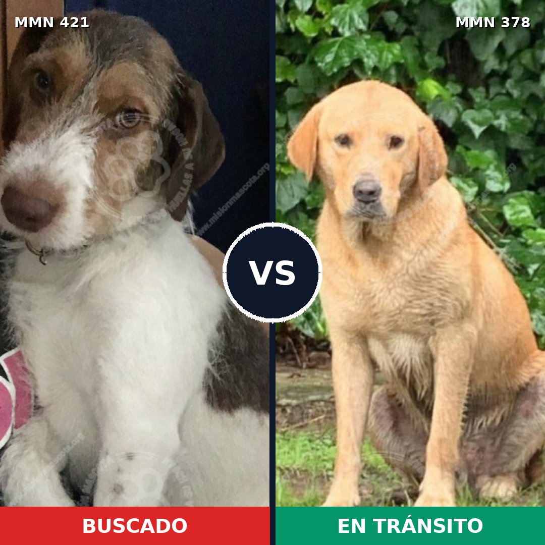 Comparativa MMS 11179: mascota perdida y mascota encontrada, 39% de similitud
