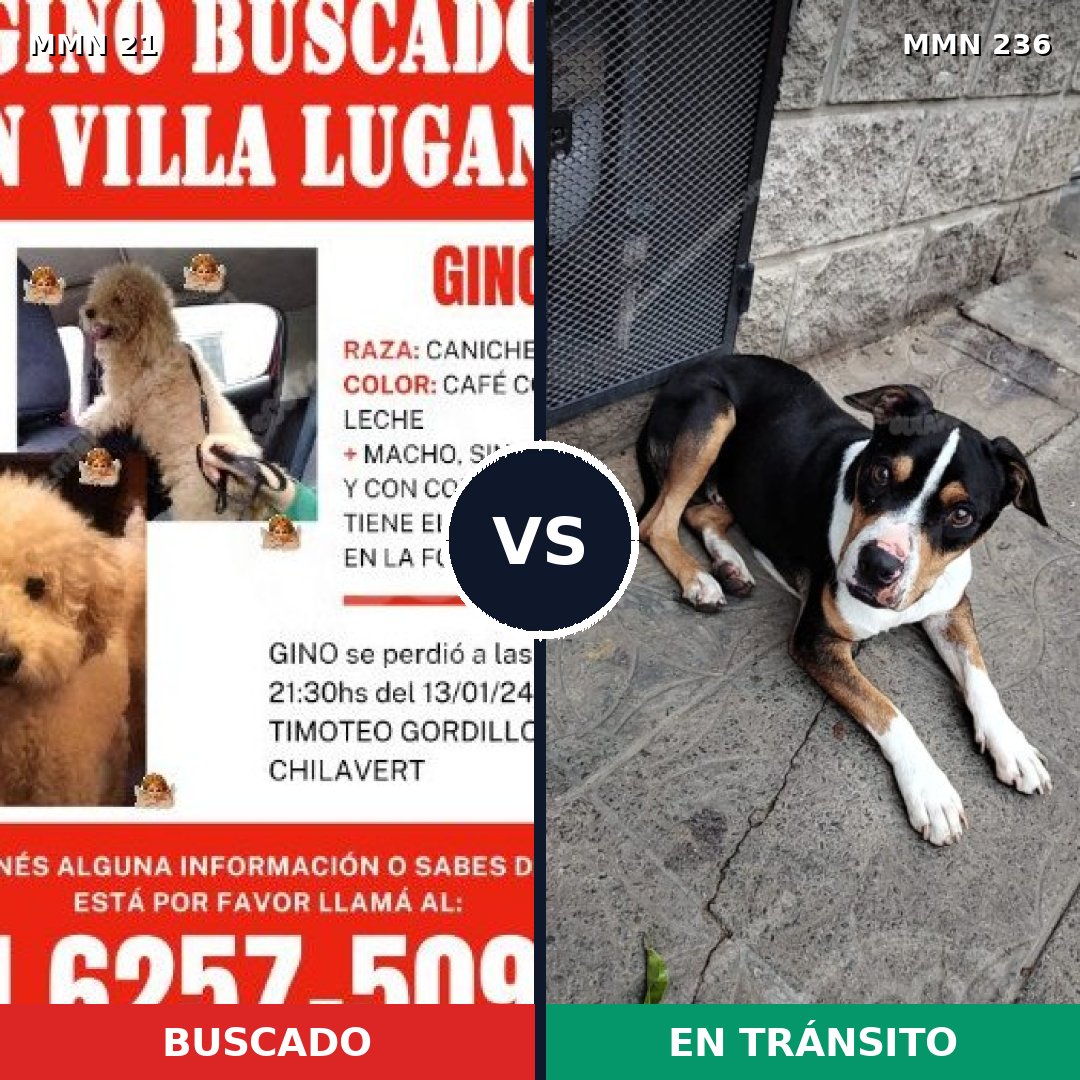 Comparativa MMS 1118: mascota perdida y mascota encontrada, 40% de similitud