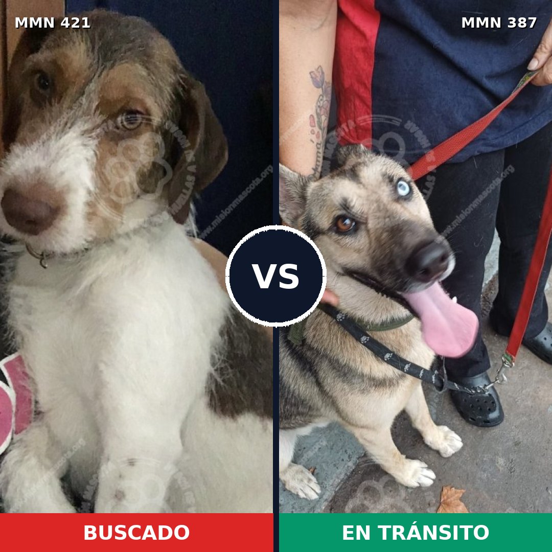 Comparativa MMS 11181: mascota perdida y mascota encontrada, 47% de similitud