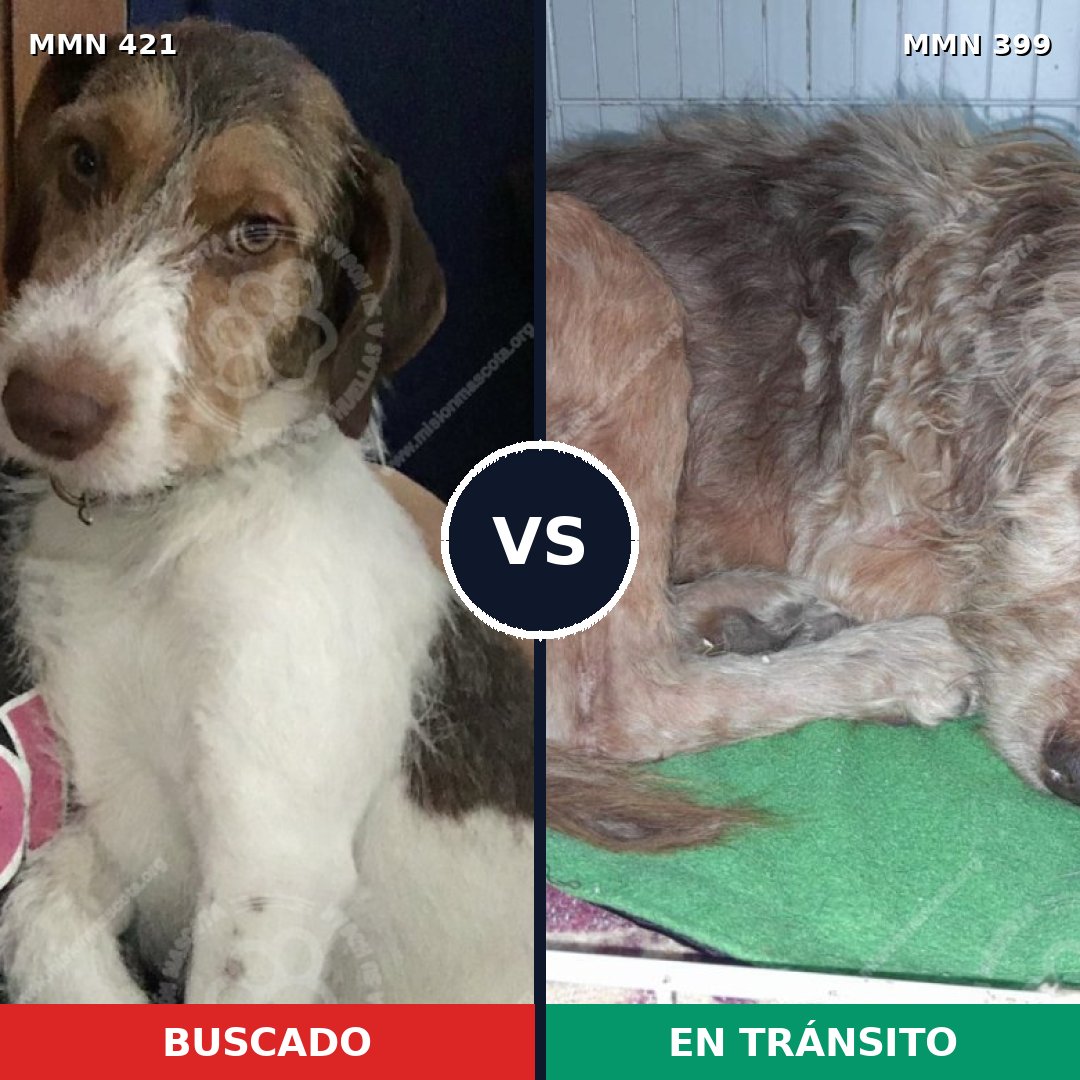 Comparativa MMS 11183: mascota perdida y mascota encontrada, 76% de similitud