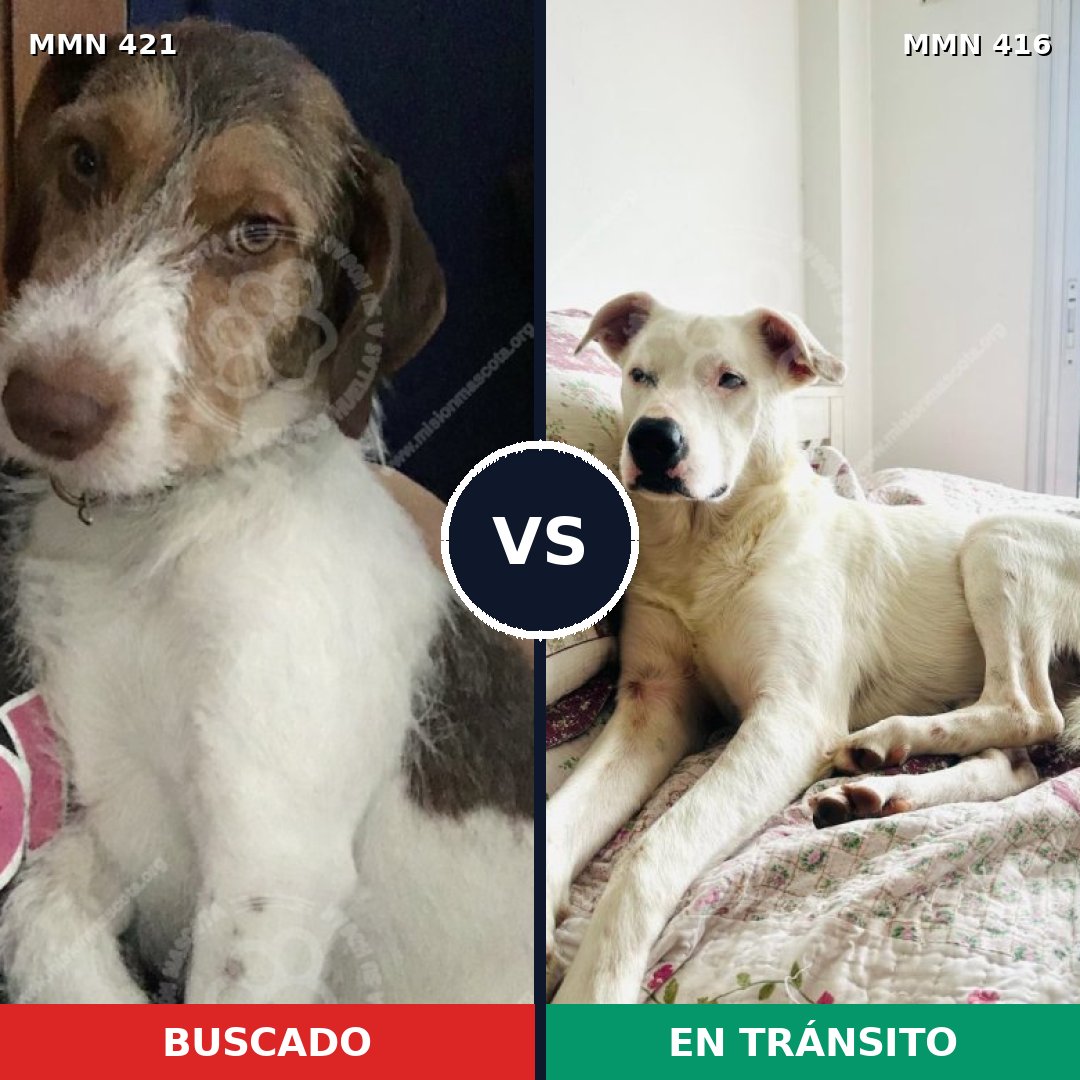 Comparativa MMS 11184: mascota perdida y mascota encontrada, 64% de similitud