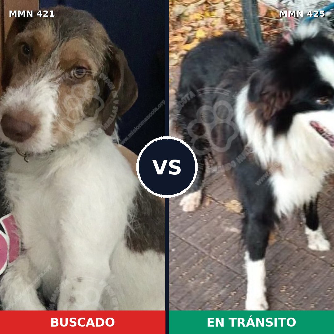 Comparativa MMS 11186: mascota perdida y mascota encontrada, 70% de similitud