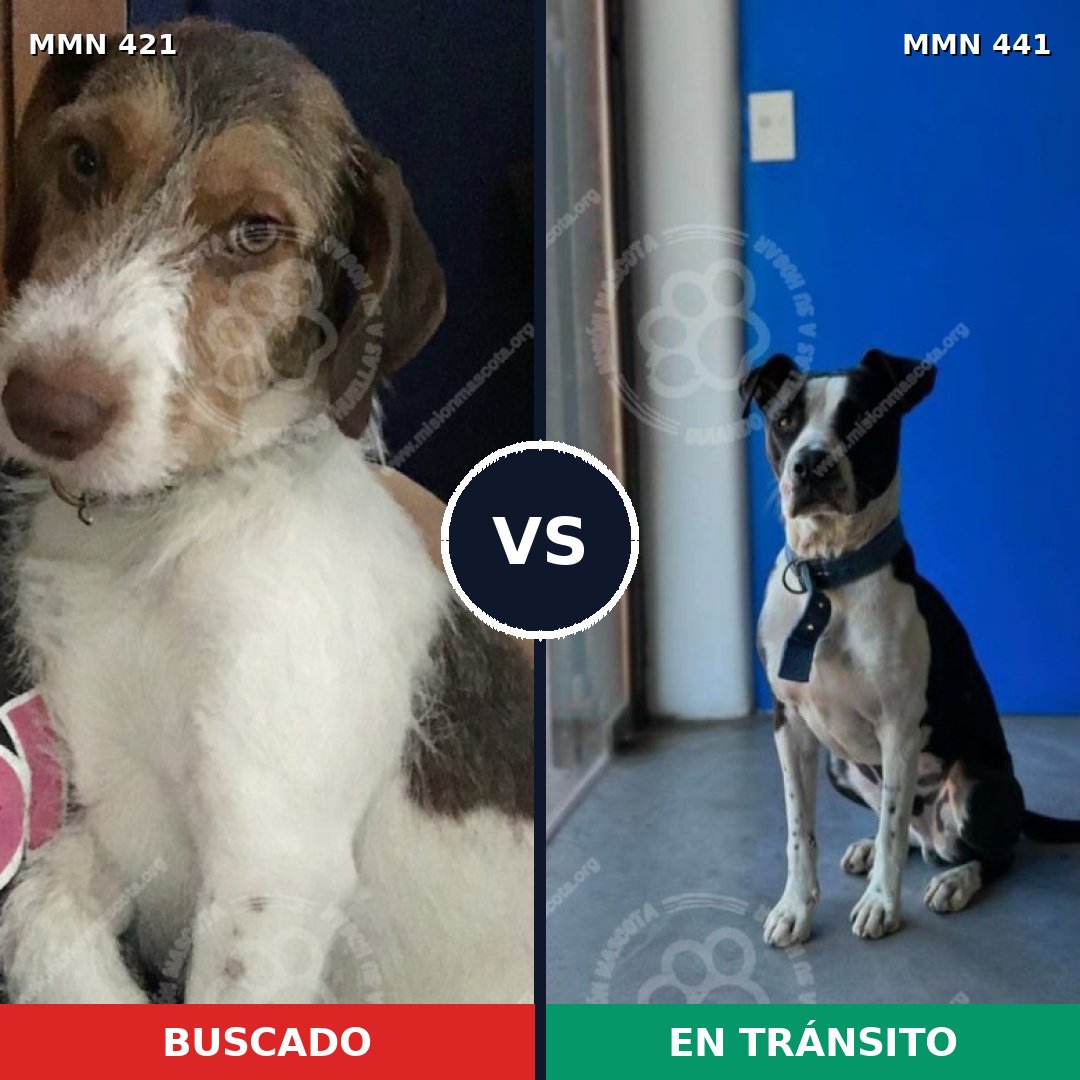 Comparativa MMS 11187: mascota perdida y mascota encontrada, 66% de similitud