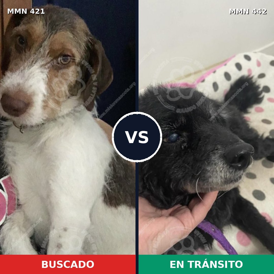 Comparativa MMS 11188: mascota perdida y mascota encontrada, 76% de similitud