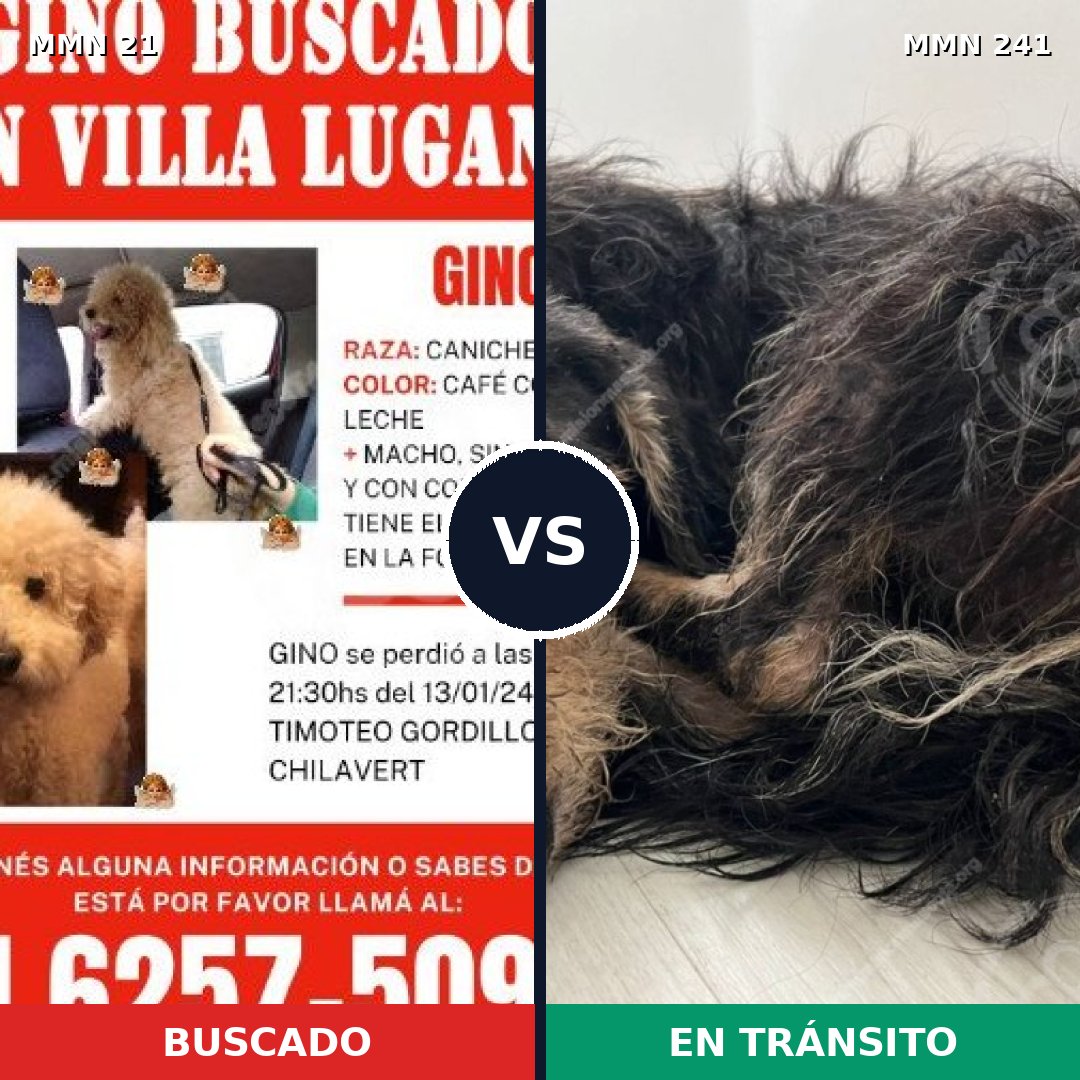 Comparativa MMS 1119: mascota perdida y mascota encontrada, 44% de similitud