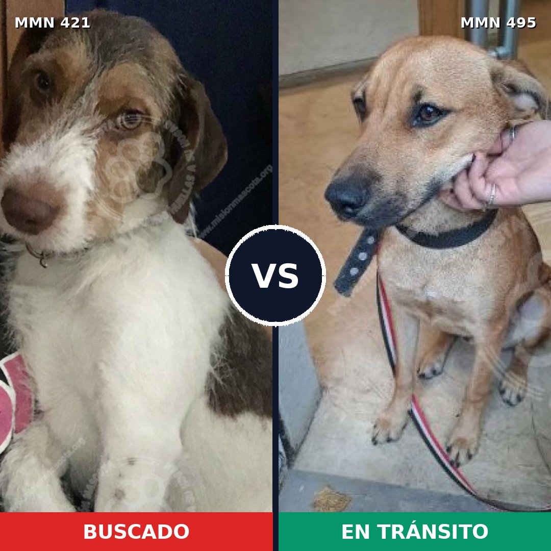 Comparativa MMS 11196: mascota perdida y mascota encontrada, 76% de similitud