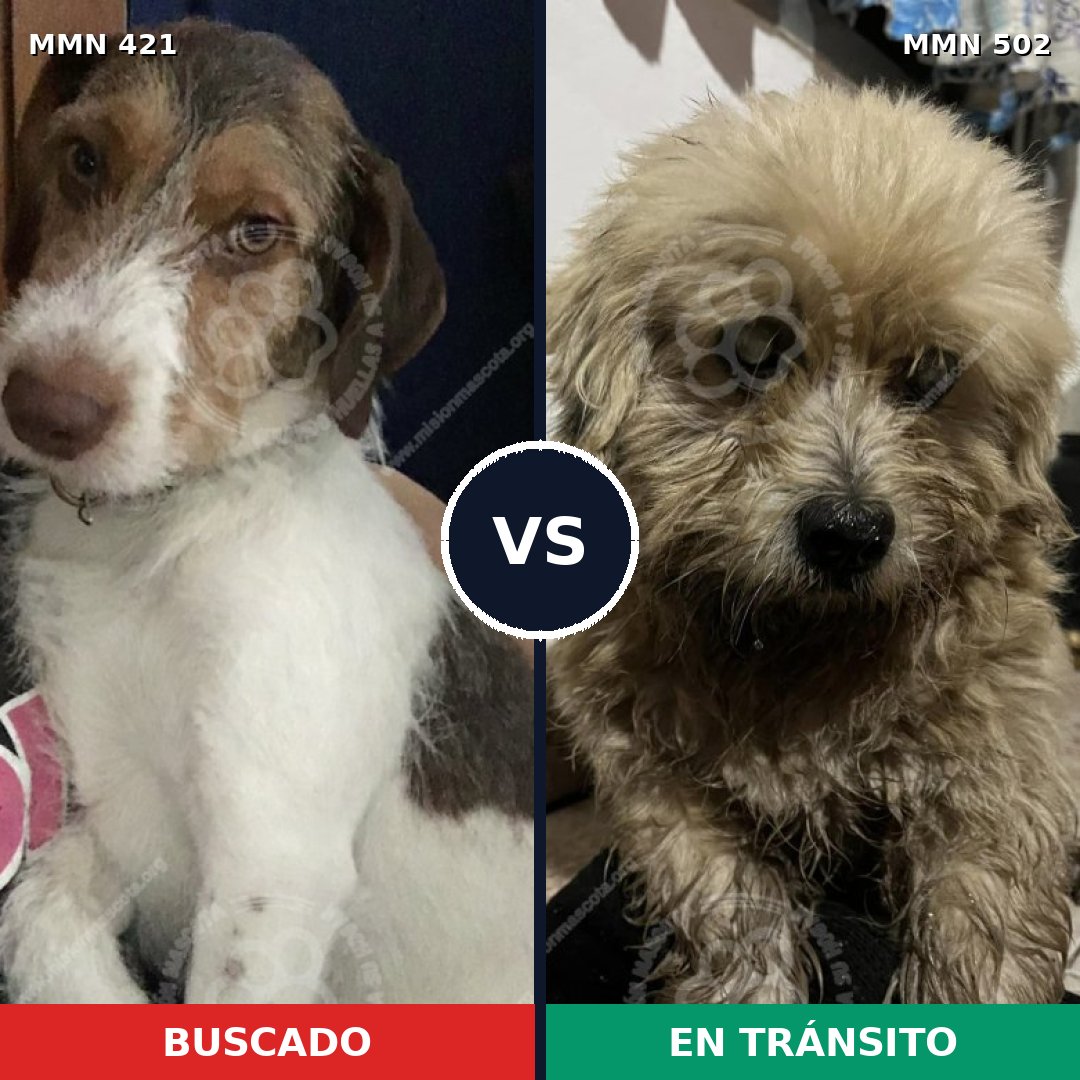 Comparativa MMS 11197: mascota perdida y mascota encontrada, 69% de similitud