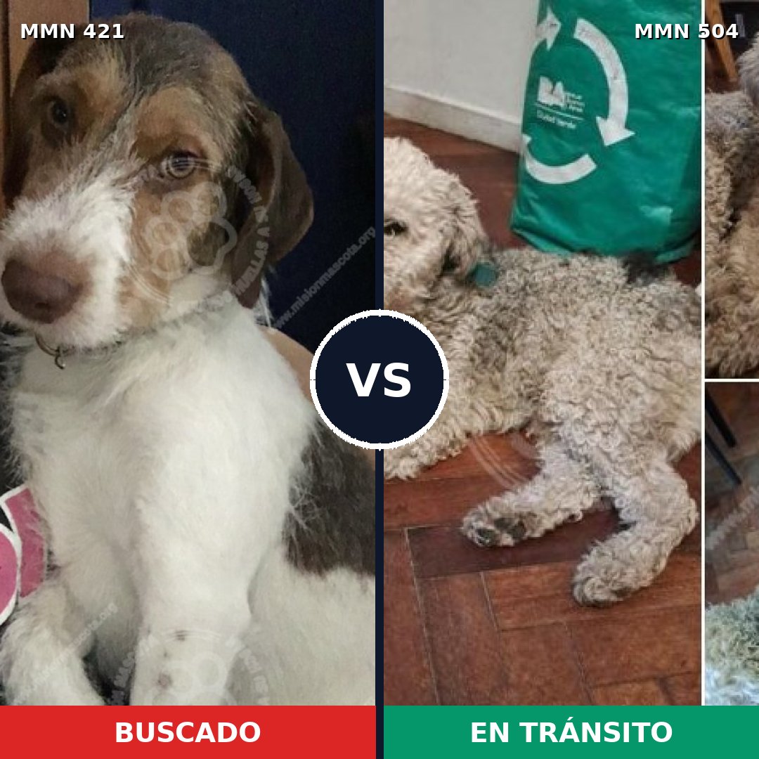 Comparativa MMS 11198: mascota perdida y mascota encontrada, 47% de similitud