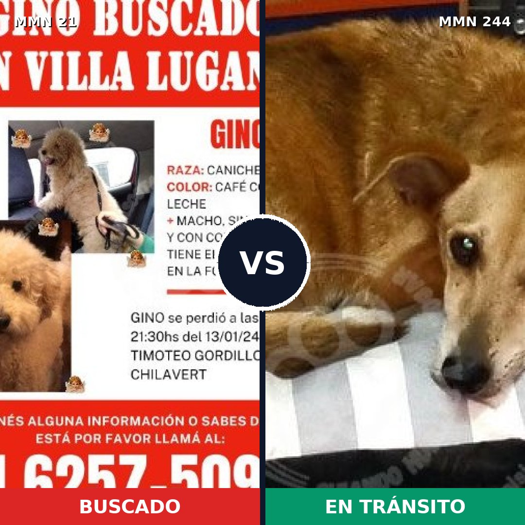 Comparativa MMS 1120: mascota perdida y mascota encontrada, 35% de similitud
