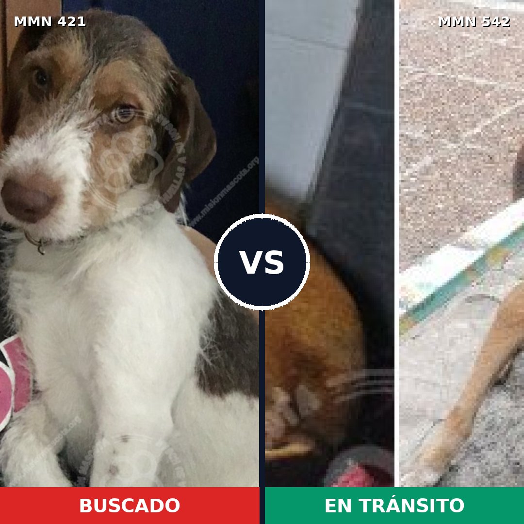Comparativa MMS 11201: mascota perdida y mascota encontrada, 64% de similitud