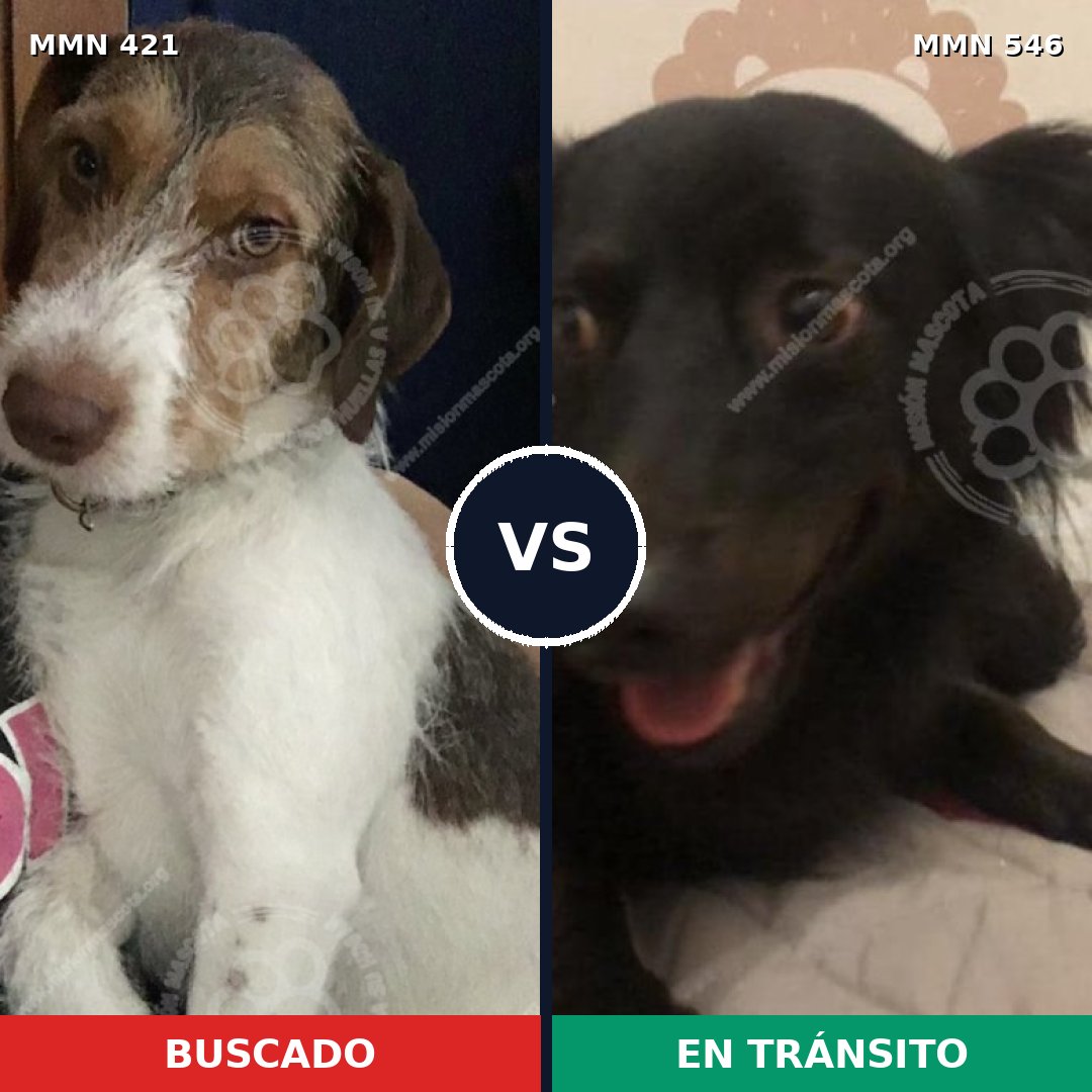Comparativa MMS 11202: mascota perdida y mascota encontrada, 60% de similitud
