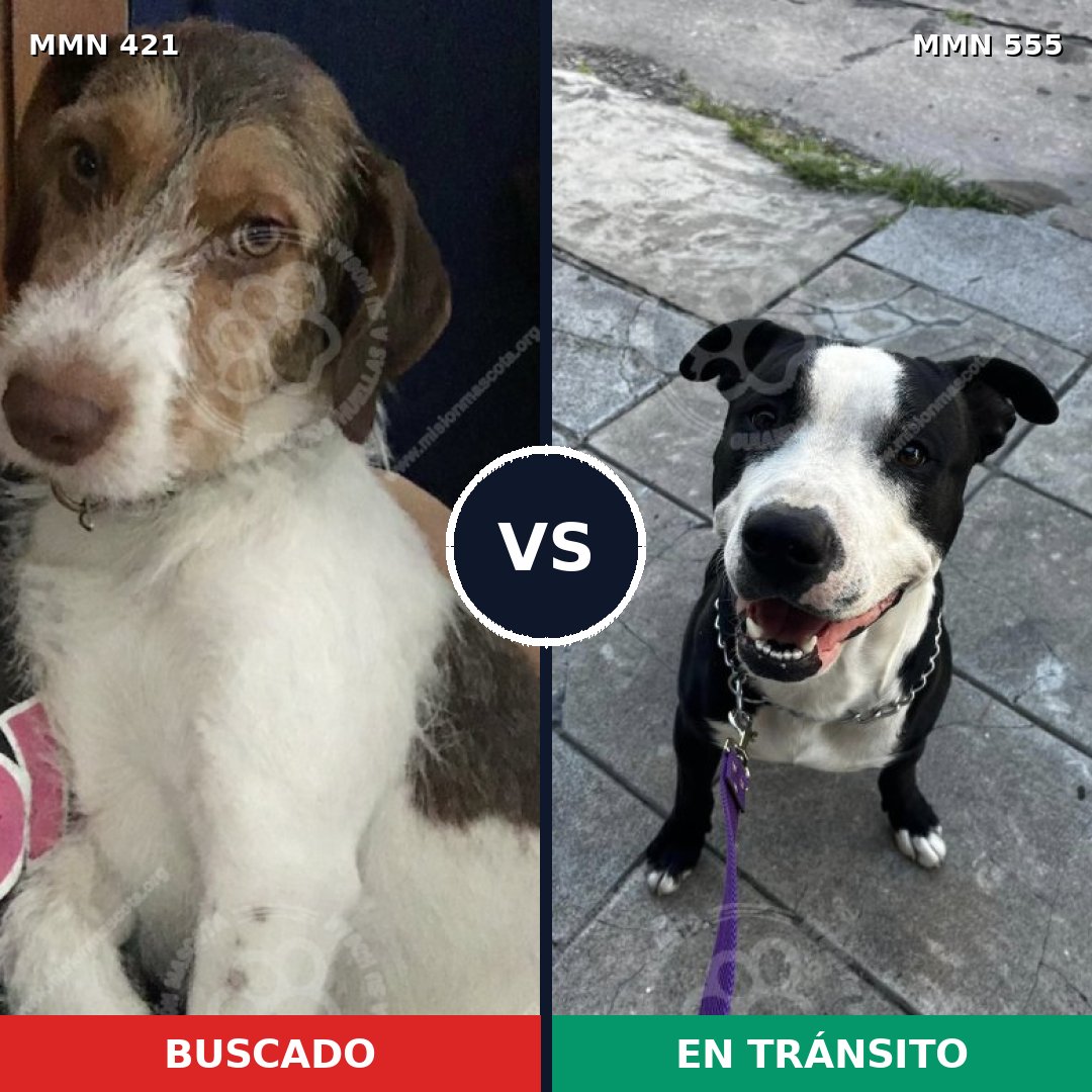 Comparativa MMS 11203: mascota perdida y mascota encontrada, 33% de similitud