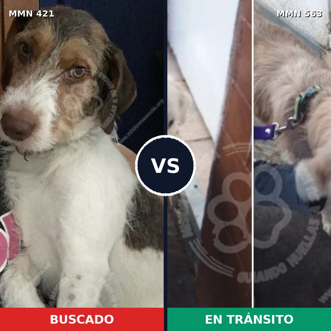 Comparativa MMS 11204: mascota perdida y mascota encontrada, 46% de similitud