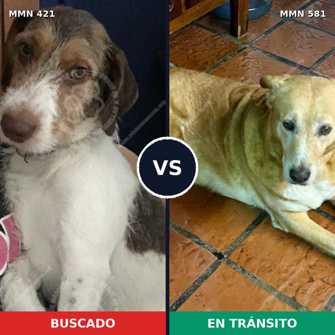 Comparativa MMS 11207: mascota perdida y mascota encontrada, 71% de similitud