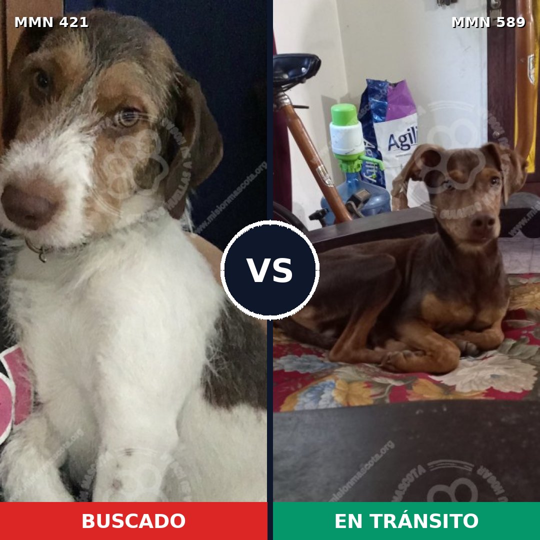 Comparativa MMS 11208: mascota perdida y mascota encontrada, 60% de similitud