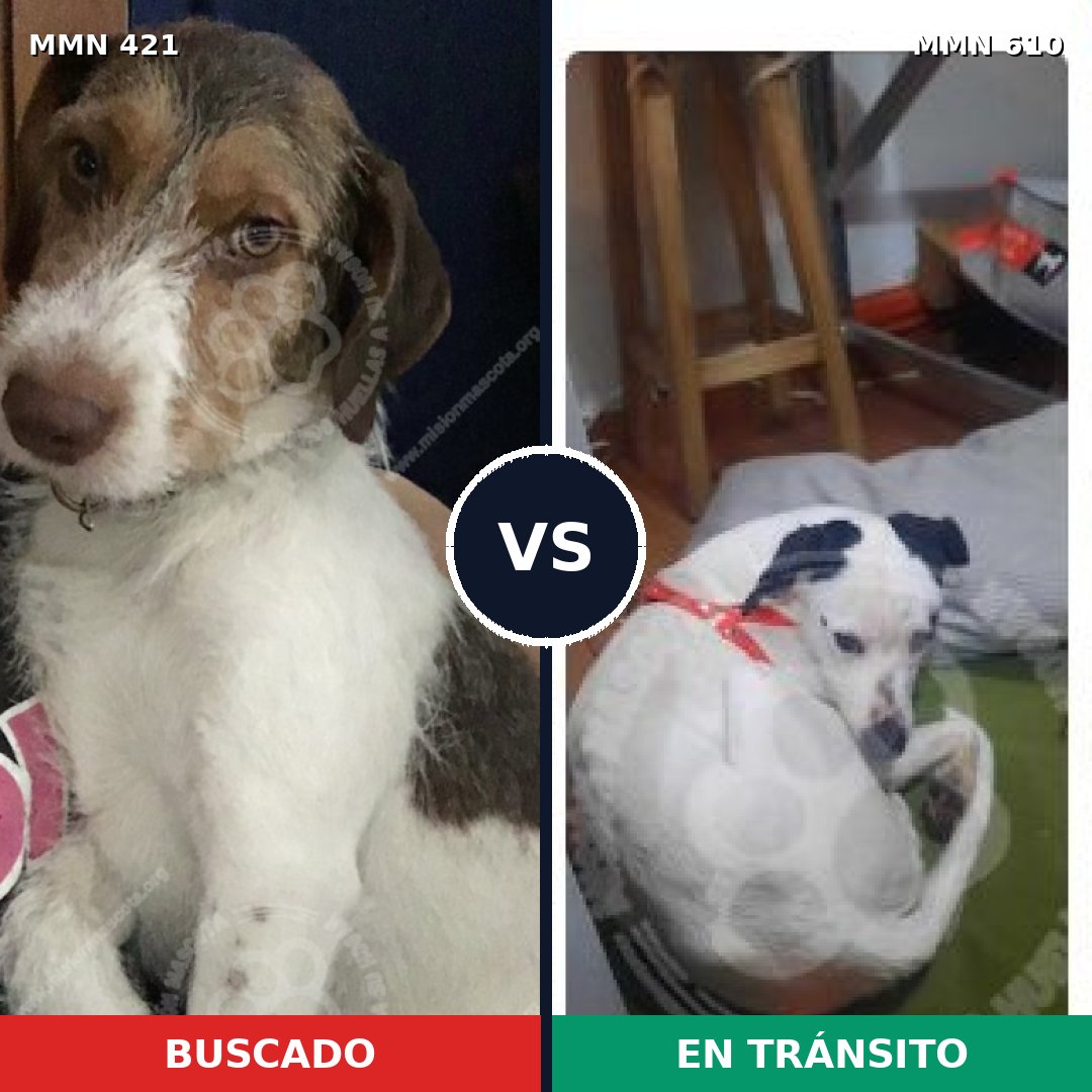 Comparativa MMS 11209: mascota perdida y mascota encontrada, 84% de similitud