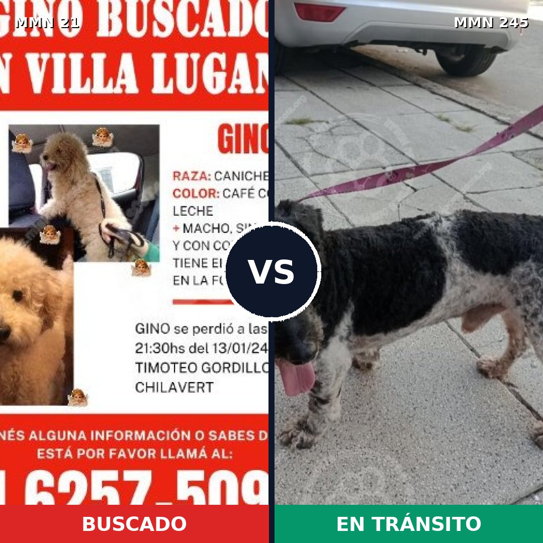 Comparativa MMS 1121: mascota perdida y mascota encontrada, 34% de similitud