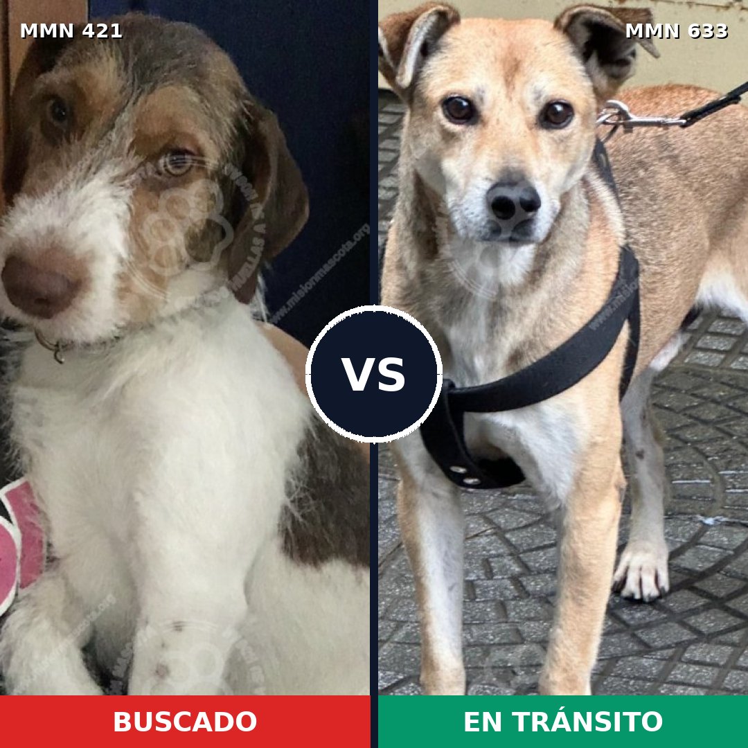 Comparativa MMS 11211: mascota perdida y mascota encontrada, 86% de similitud