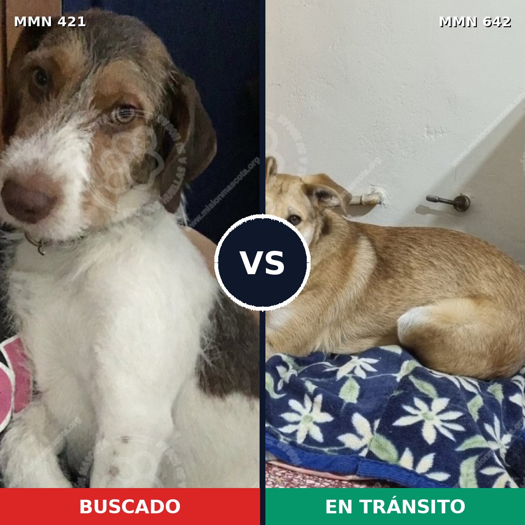 Comparativa MMS 11212: mascota perdida y mascota encontrada, 68% de similitud
