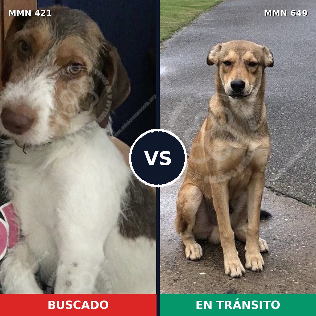 Comparativa MMS 11213: mascota perdida y mascota encontrada, 35% de similitud