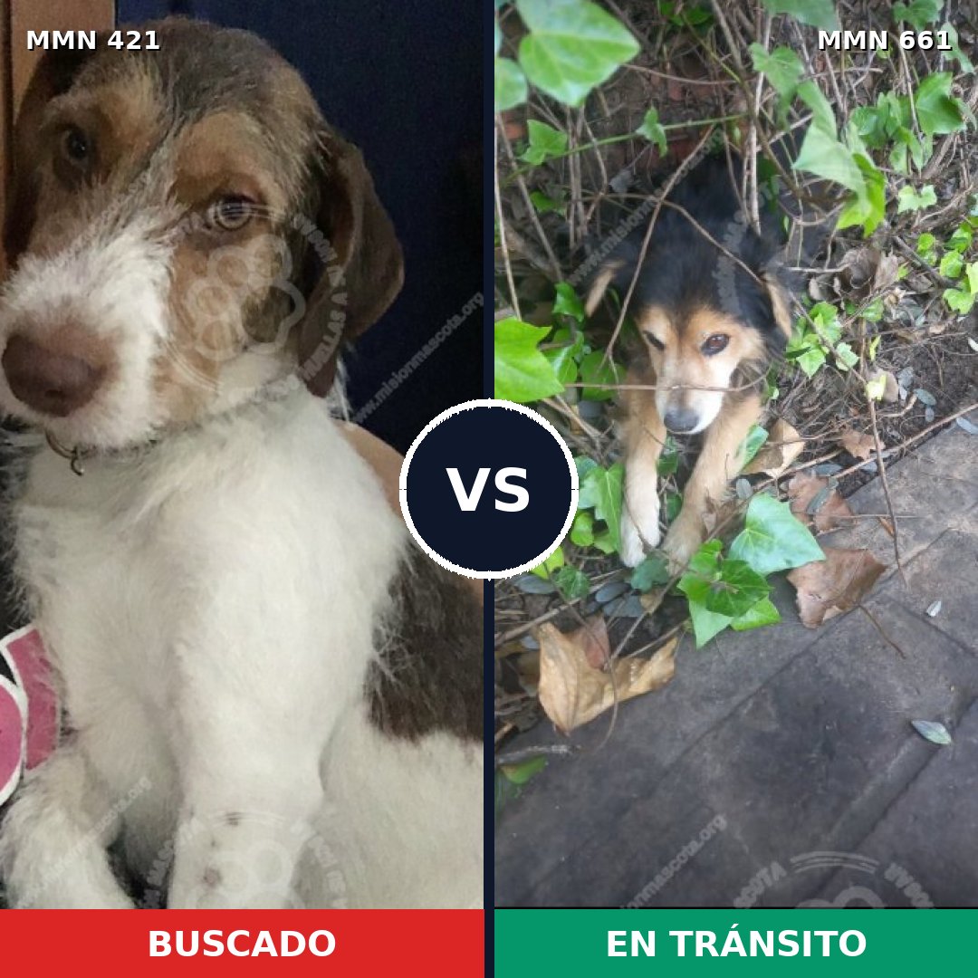 Comparativa MMS 11214: mascota perdida y mascota encontrada, 36% de similitud