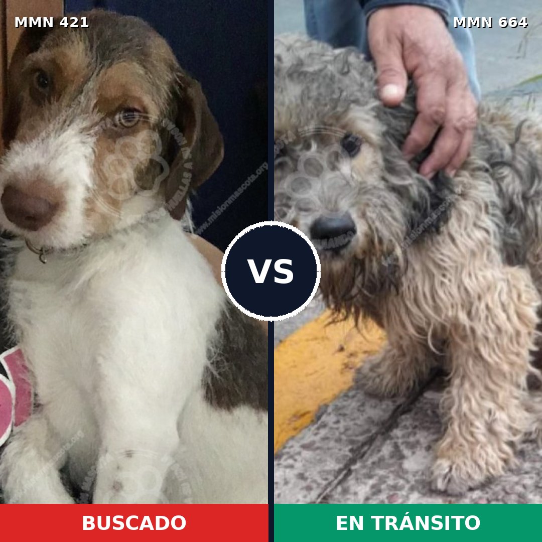 Comparativa MMS 11215: mascota perdida y mascota encontrada, 76% de similitud