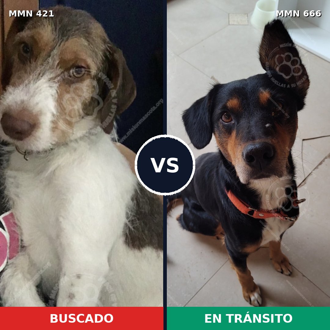 Comparativa MMS 11216: mascota perdida y mascota encontrada, 50% de similitud