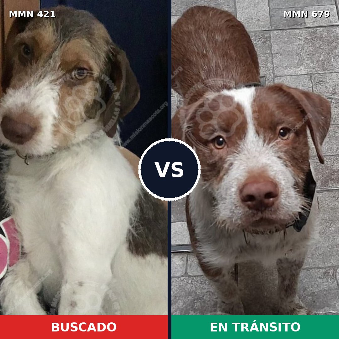 Comparativa MMS 11217: mascota perdida y mascota encontrada, 66% de similitud