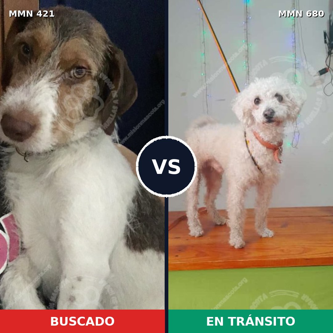 Comparativa MMS 11218: mascota perdida y mascota encontrada, 38% de similitud