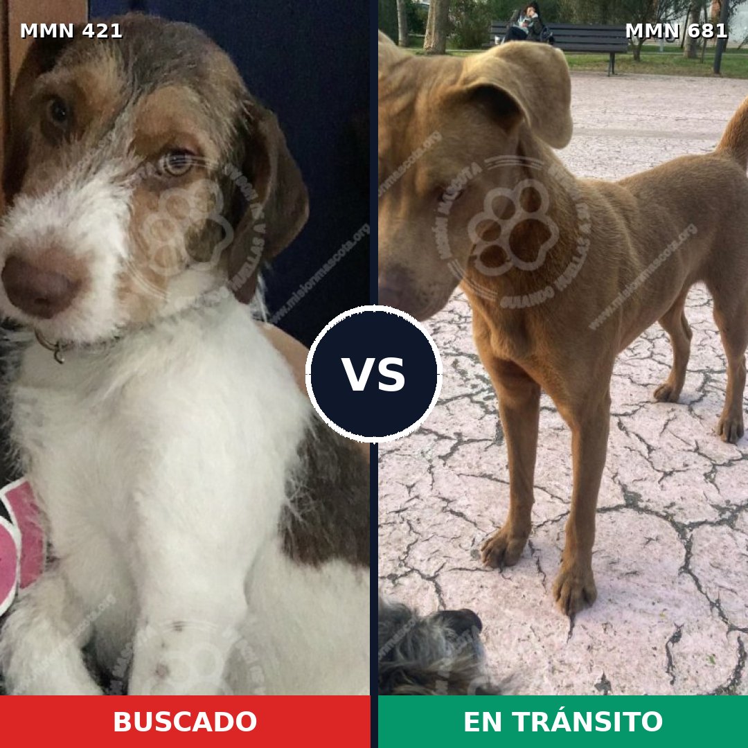 Comparativa MMS 11219: mascota perdida y mascota encontrada, 40% de similitud