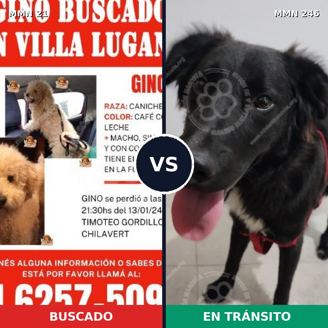 Comparativa MMS 1122: mascota perdida y mascota encontrada, 36% de similitud