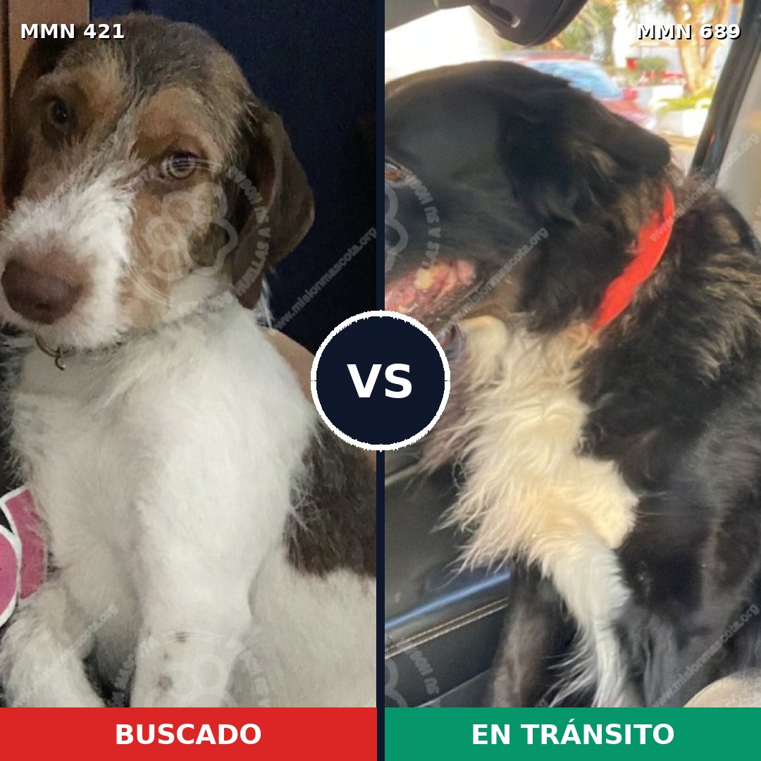 Comparativa MMS 11220: mascota perdida y mascota encontrada, 48% de similitud