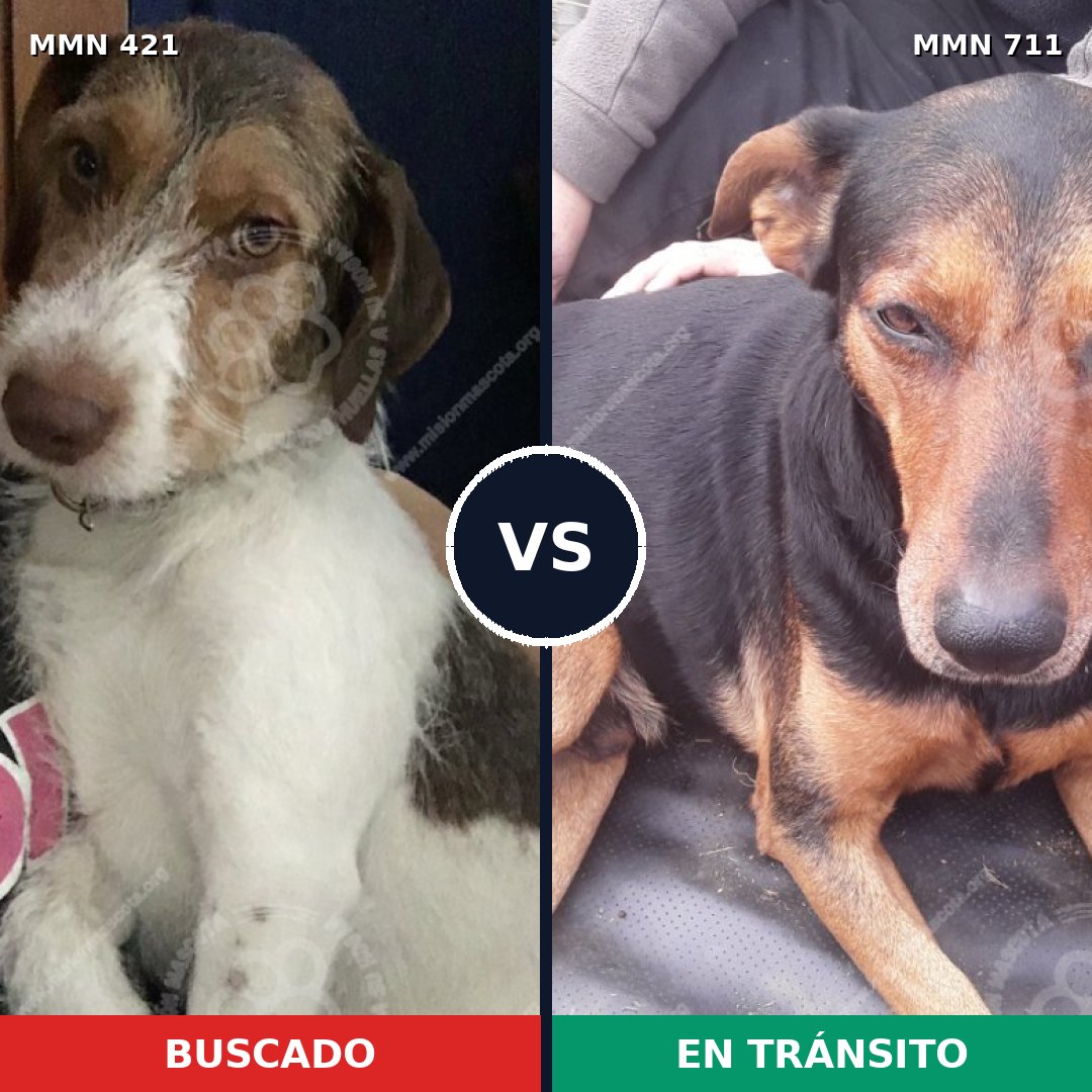 Comparativa MMS 11221: mascota perdida y mascota encontrada, 64% de similitud