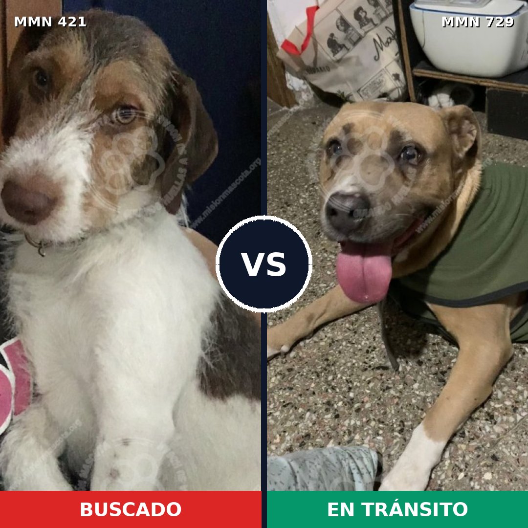 Comparativa MMS 11223: mascota perdida y mascota encontrada, 38% de similitud