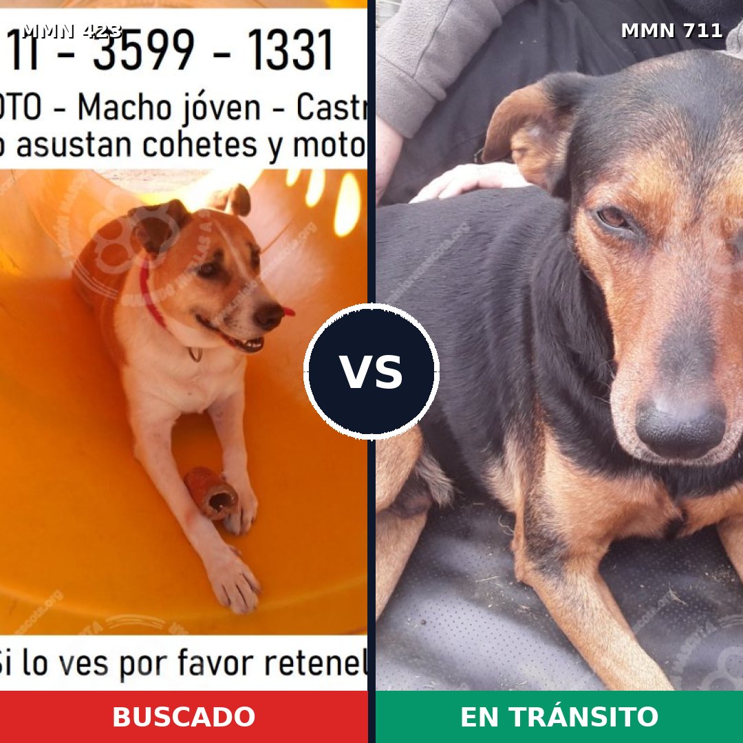Comparativa MMS 11225: mascota perdida y mascota encontrada, 57% de similitud