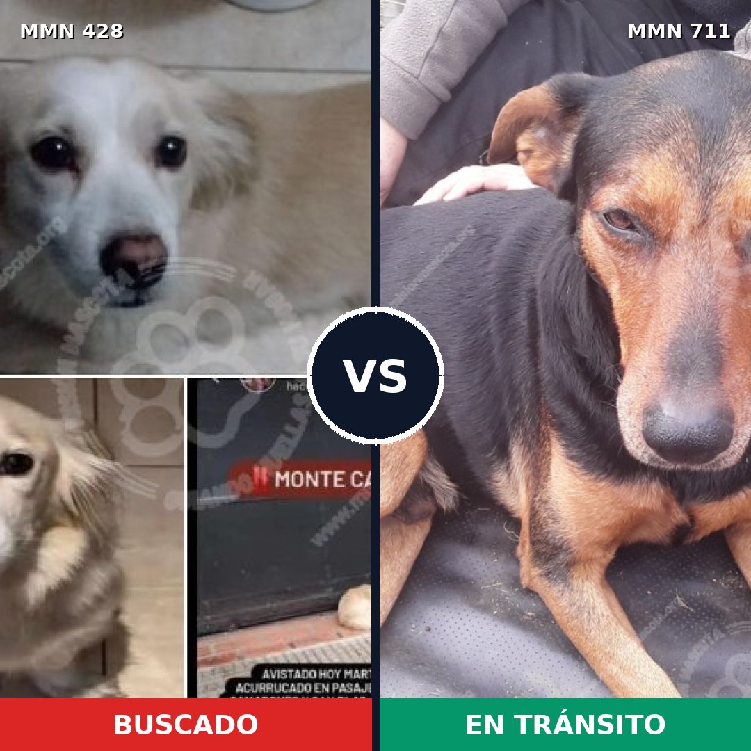 Comparativa MMS 11227: mascota perdida y mascota encontrada, 13% de similitud