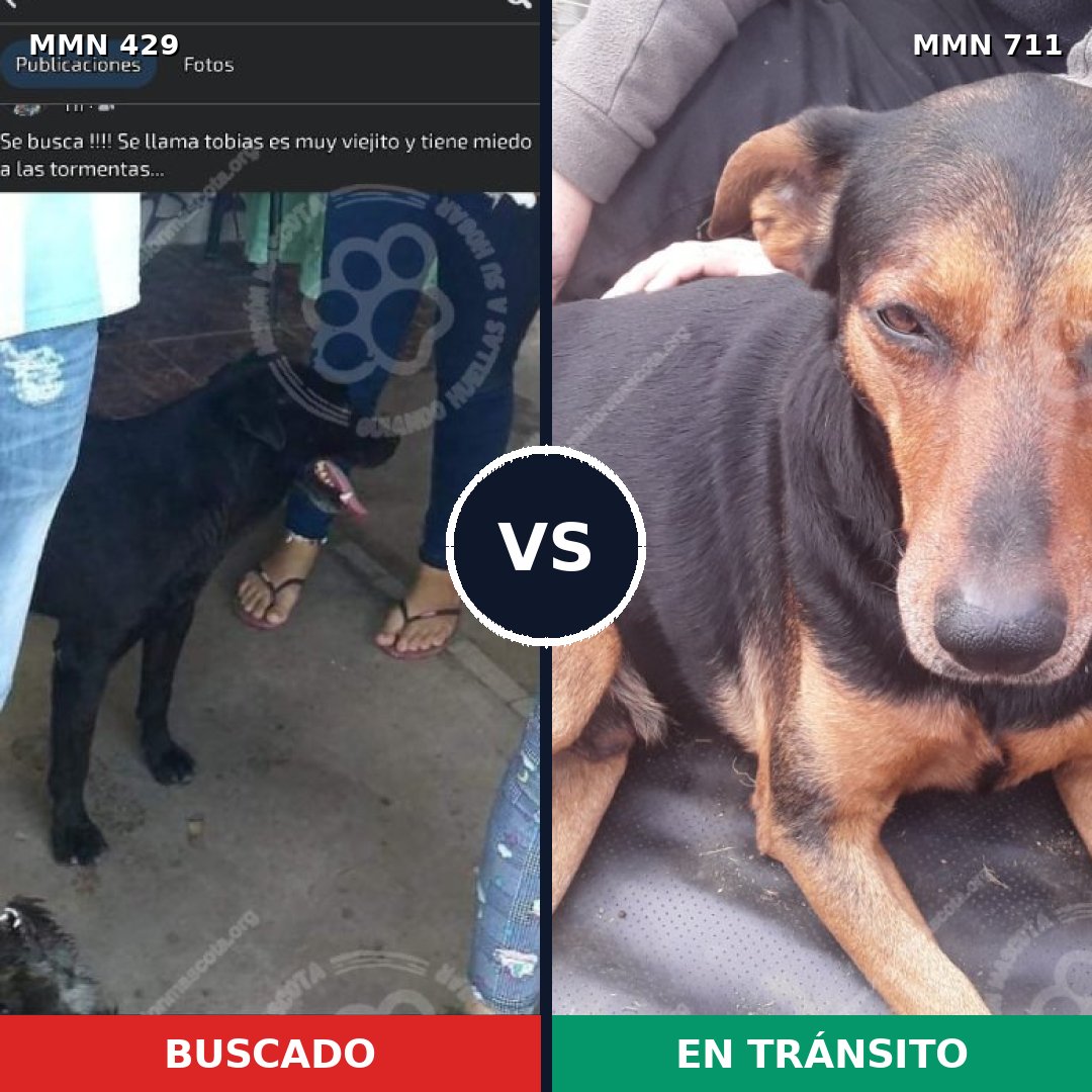 Comparativa MMS 11228: mascota perdida y mascota encontrada, 30% de similitud