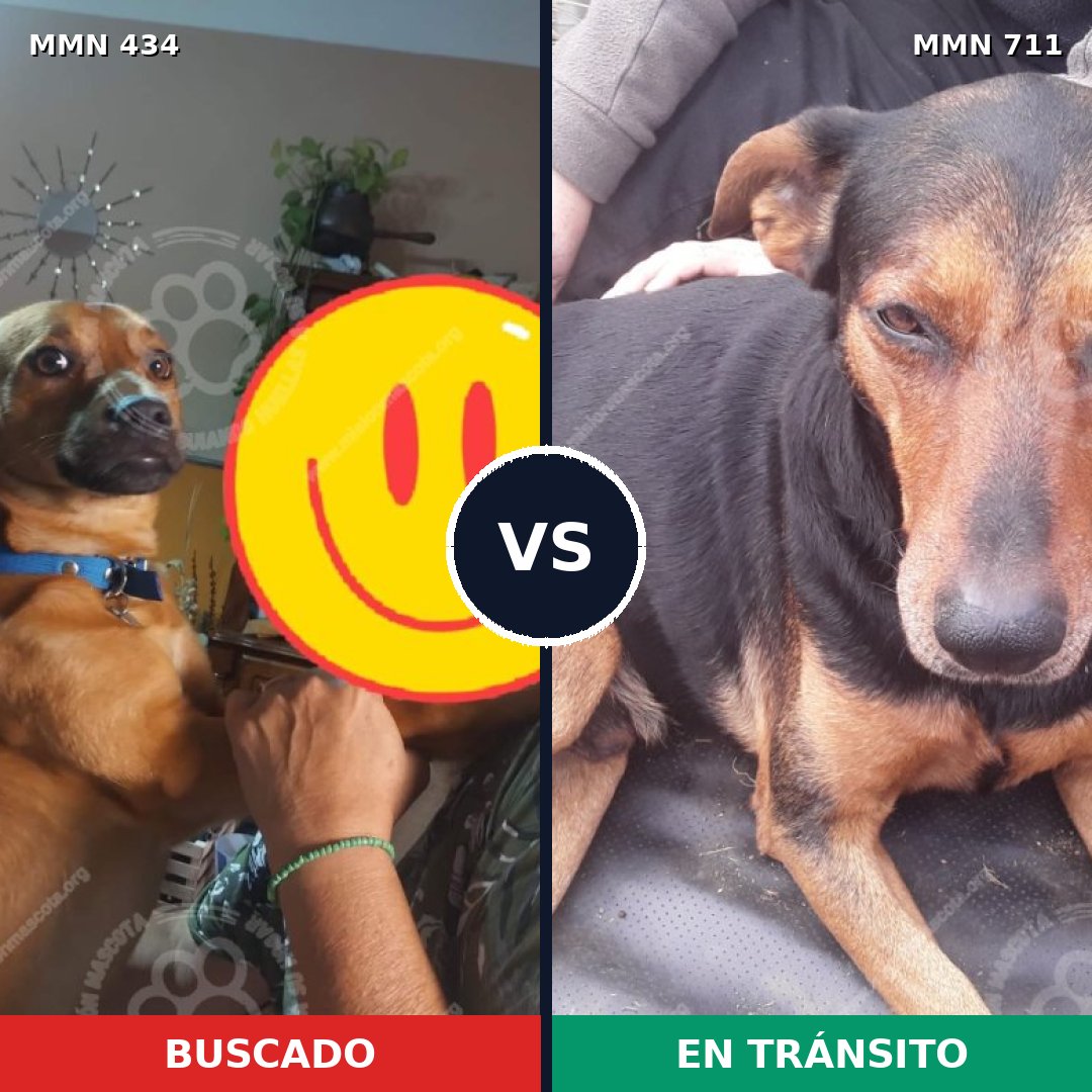 Comparativa MMS 11229: mascota perdida y mascota encontrada, 51% de similitud
