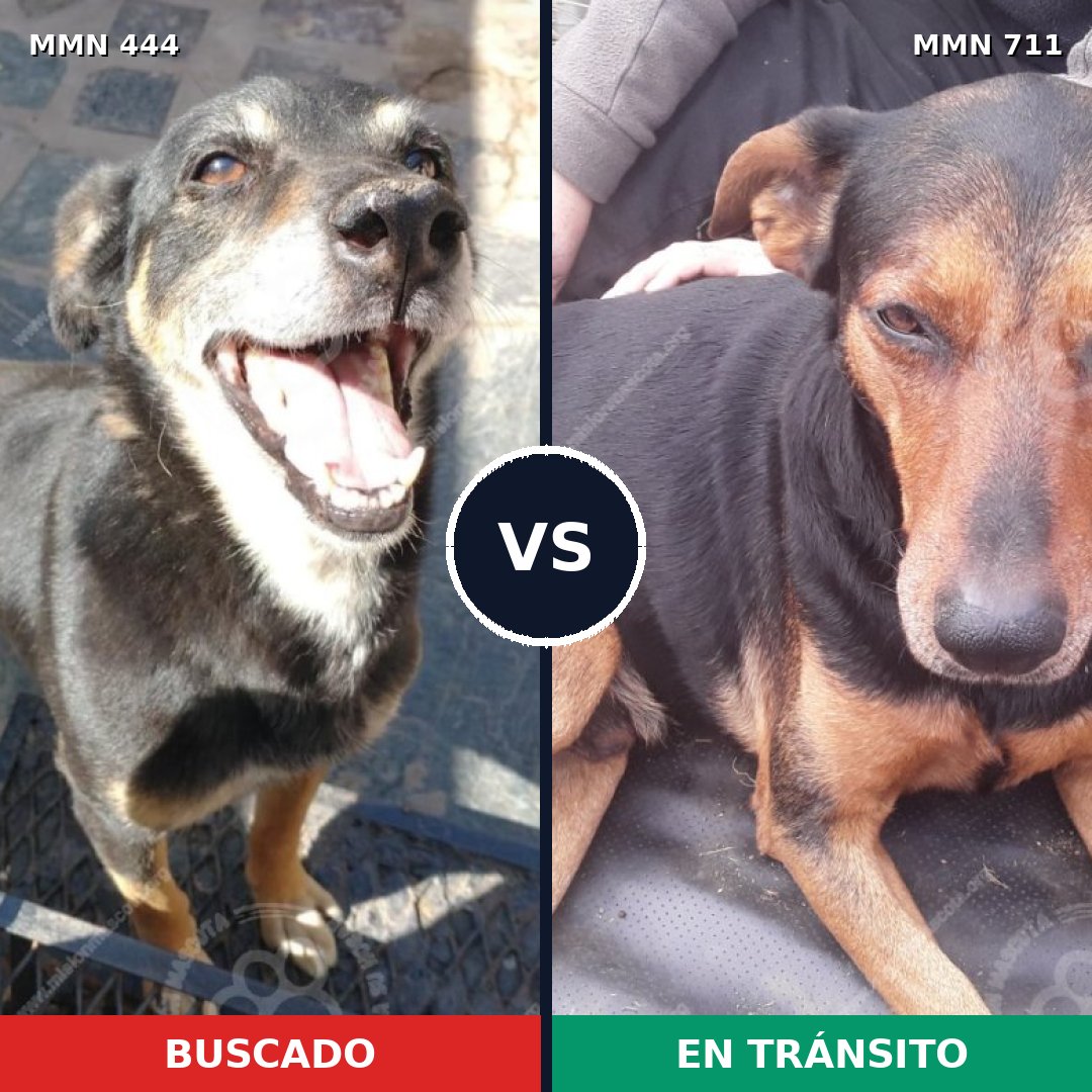 Comparativa MMS 11230: mascota perdida y mascota encontrada, 71% de similitud