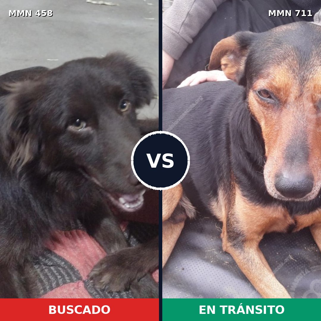 Comparativa MMS 11232: mascota perdida y mascota encontrada, 58% de similitud