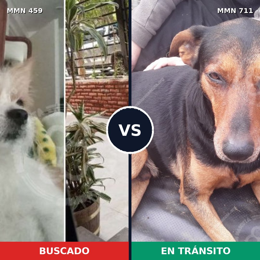 Comparativa MMS 11233: mascota perdida y mascota encontrada, 14% de similitud