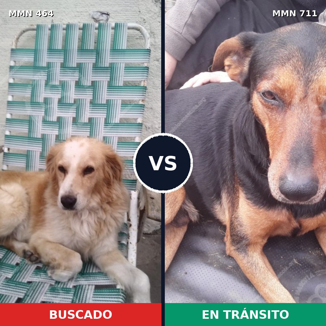 Comparativa MMS 11235: mascota perdida y mascota encontrada, 14% de similitud