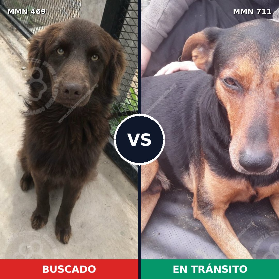 Comparativa MMS 11237: mascota perdida y mascota encontrada, 57% de similitud