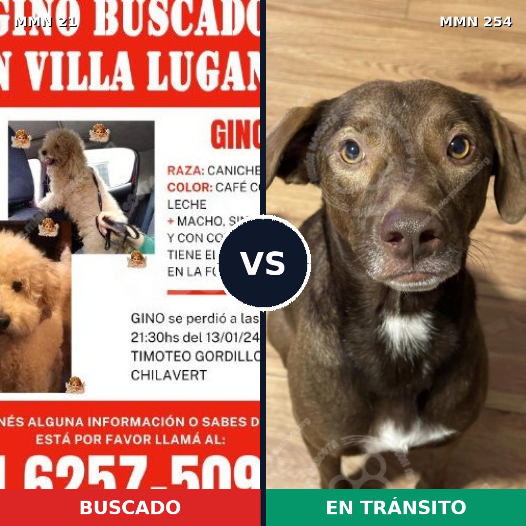 Comparativa MMS 1124: mascota perdida y mascota encontrada, 31% de similitud