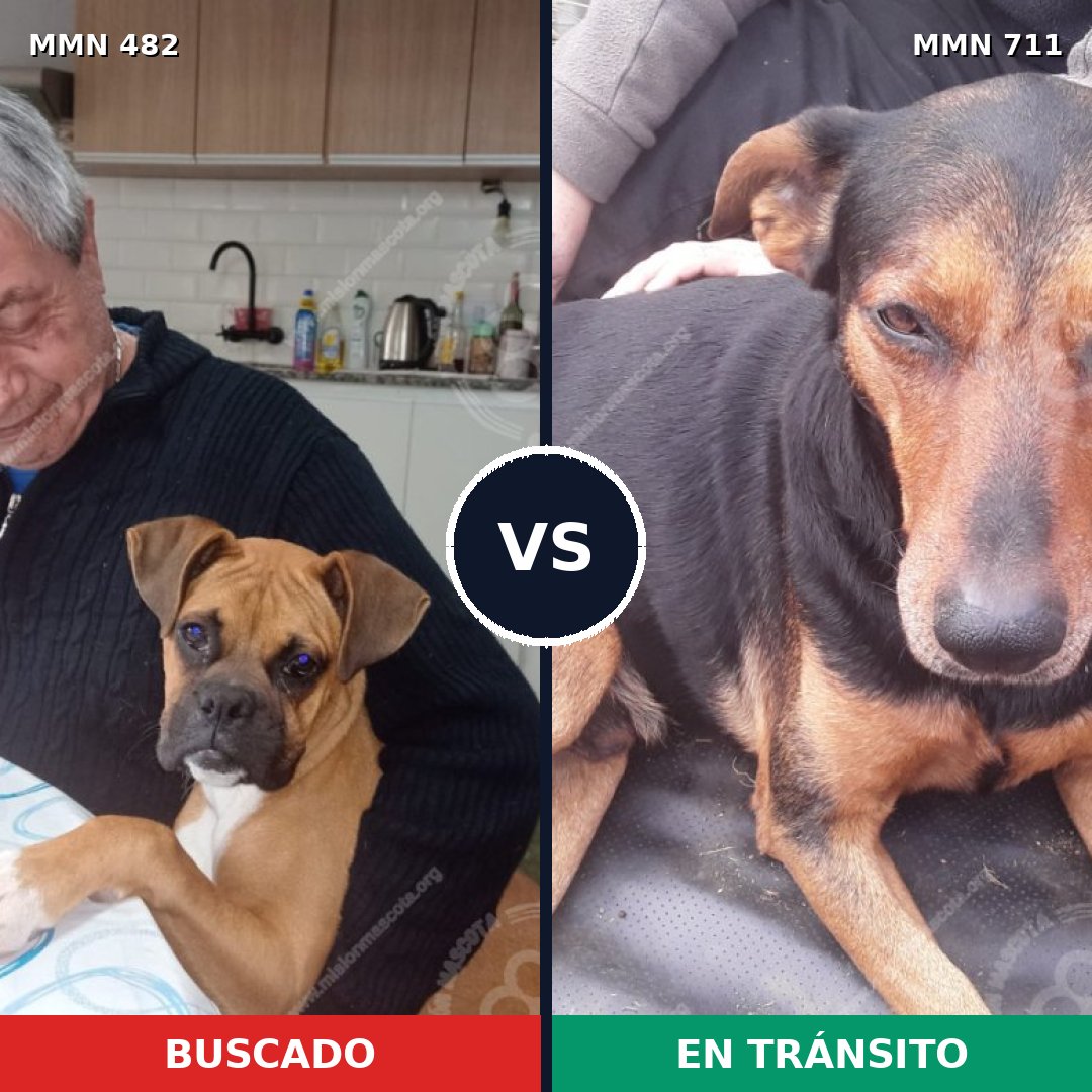 Comparativa MMS 11242: mascota perdida y mascota encontrada, 36% de similitud