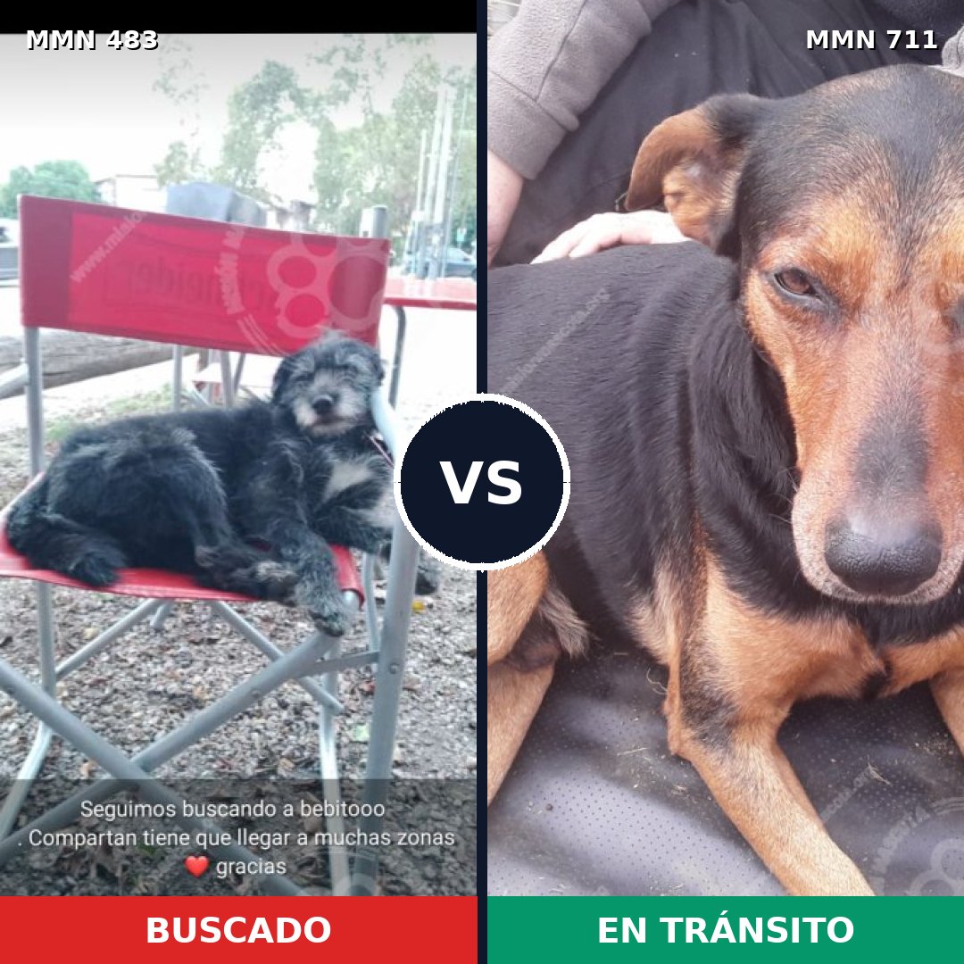 Comparativa MMS 11243: mascota perdida y mascota encontrada, 67% de similitud
