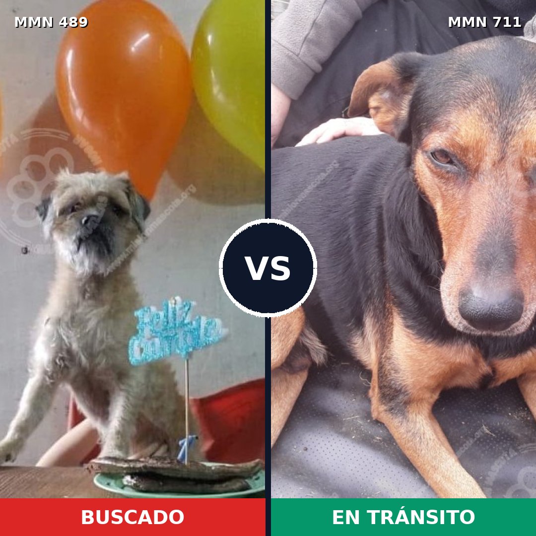 Comparativa MMS 11244: mascota perdida y mascota encontrada, 30% de similitud