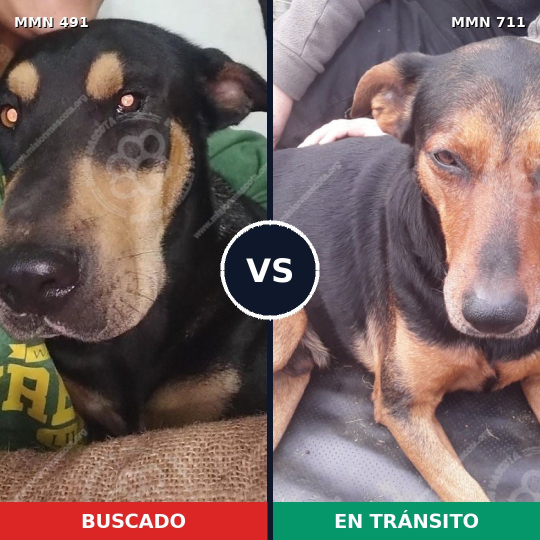 Comparativa MMS 11245: mascota perdida y mascota encontrada, 74% de similitud